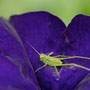 sauterelle verte sur pétunia violet (pas nette nette) mais en attendant de la refaire...