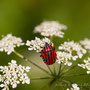 Pentatome rayé-Graphosoma italicum