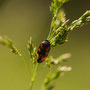 Cercope sanguin - Cercopis vulnerata