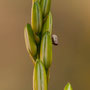 insecte? en cours d'identification