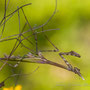 L'Empuse commune (Empusa pennata) ici femelle