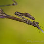 L'Empuse commune (Empusa pennata) ici femelle