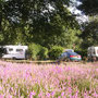 rando âne limousin