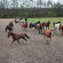 Auslauf auf dem Sandplatz im Winter