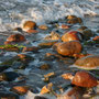 Heilpflanzenschule an der Ostsee