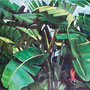 Jungle Fever Acrylique sur toile 200x140cm 2022 ©Julia Ratsimandresy Exposée à Carpentras pour les Papillons 2022