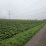 nach Westen Richtung Whyl am Rhein