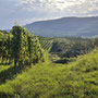durch die Weinberge