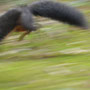 Eichhörnchen im Flug