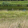 Storch statt Graureiher an der Dreisam