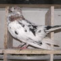 Orientalischer Roller
