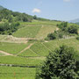 le vignoble de Chignin