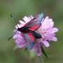 Zygaena filipendulae_cami dl agua