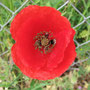 Amapola roja