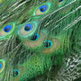 Pavo Real