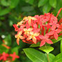 Flores del Caribe