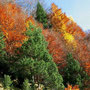 Valle de Pineta otoño
