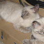 Gatos Cardosa