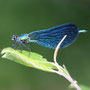 Calopteryx virgo macho_cami dl agua