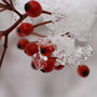 Detalles Alpes