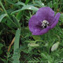 Amapola morada