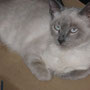 Gatos Cardosa