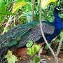 Caribe_PavoReal
