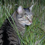 Gato Totanes