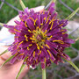 Flor de mi barrio