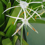 Flores del Caribe