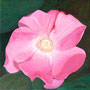 Juister Rose  2005,  Acryl auf Leinwand 40x40 cm