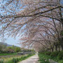 小畑川（福西）の桜（撮影：藤原篤）