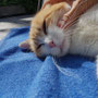 31. Jul 2025: Merlin genießt die Streicheleinheiten auf der Terrasse. Ich habe ein wenig auf willhaben nach einer Katze gesucht, aber nichts passendes gefunden.
