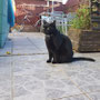 01. Sep 2025: Emily, im Hintergrund Merlin, auf der Terrasse.