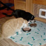 22. Aug 2025: Es hat die ganze Nacht geregnet, und oft - nicht immer - waren alle drei Katzen im Hause. Auch diese Nacht war ruhig. Heute früh mal alle gleichzeitig beim Frühstück: Merlin und Emily an ihrem Platz....