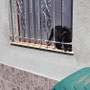 09. Sep 2025: Ella, sehr geschickt, springt auf das Fensterbrett vom Schlafzimmer, was gar nicht so einfach ist mit dem Gitter.