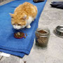 09. Mai 2025: Katzenpicknick auf der Terrasse: Merlin.