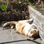 06. Mär 2025: Merlin geht es auch heute wieder gut. Er räkelt sich auf der Terrasse.