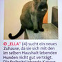 09. Aug 2025: Heute habe ich zufällig mit Elisabeth geplaudert, und nachdem ich ihr erzählt habe, dass ich für Merlin eine weitere Katze überlege, schickt sie mir dieses Inserat. Ich rufe gleich an - und morgen kann ich Ella schon holen!