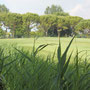 Der Platz des Golfclubs Pra delle Torri bei Caorle