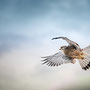 Turmfalke