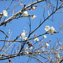 ウメの花が咲きだしています。