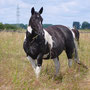 The Whistling Gypsy at 17 years of age. Kind mare and a beautiful and safe ride!
