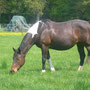 Labhraoloinsigh Serendipity (at 11 years), out of The Whistling Gypsy, our Irish Sport Horse foundation mare. 