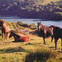Labhraoloinsigh Angel Lace as a yearling at Lough Hyne, West Cork, Ireland.