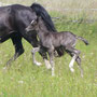 Labhraoloinsigh Flame at 14 hours old. By the driving Champion Horeb Highstepping Gambler. Out of Trefaes Ballet Queen.