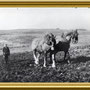 One of the most influential sires of the 20th century, Brenin Gwalia (* 1934), ploughing a field alongside one of his daughters, displaying the docility and versatility of the breed.