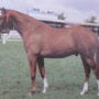 Young Hunter Showing Class: Celtic Gold, winner at Royal Show Stoneleigh, England. Photo: Jane Kidd, Horsebreeds and Breeding, 1985.