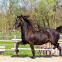 Bryncendl Alys, traditional mare linebred to Horeb Euros and Nebo Daniel, 5 years old. What a mover in the making. Ph.: St.Porschen on the first warm day in April.