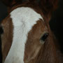 Labhraoloinsigh Clean Bandit at 4 days old. Impression by Christine Weber.